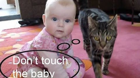 where cats are doing a great job protecting babies <3