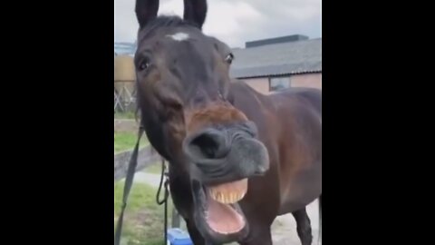 Funny moment of animals-smiling horses and playful dogs