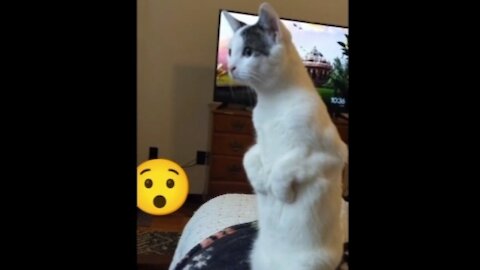 Annimals#Cat#quarrel#amazing video