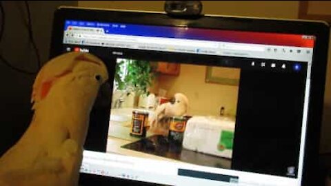 Cockatoo sees itself on YouTube and goes nuts!