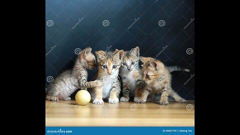 Happy pets