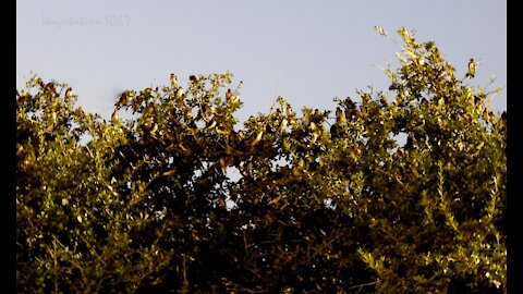 Purple Martins