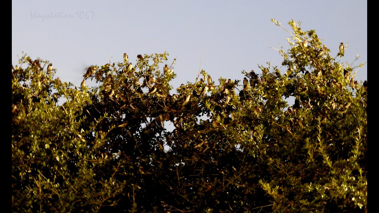 Purple Martins