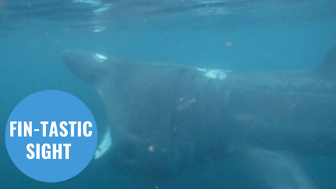 Divers have captured amazing footage of a huge basking shark