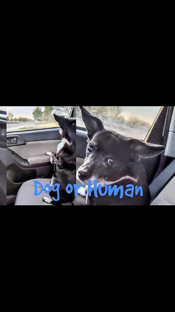 Dog or Human