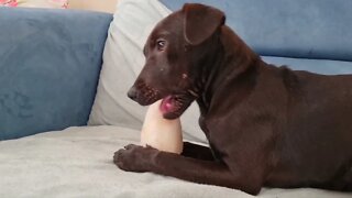 PATTERDALES PLAYING FIGHTING CHASING BLACK FELL TERRIERS ESTACADO OBSCURA HUNTING BREED WORKING DOG