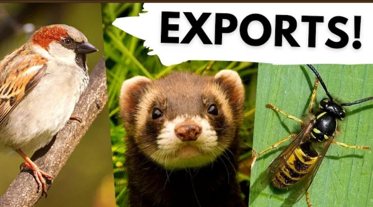 10 Native UK animals that are invasive around the world!