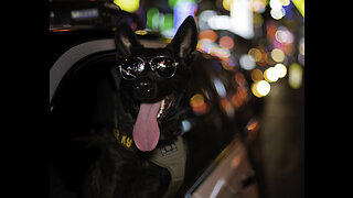 LVMPD's K9 Unit fundraises for its four-legged officers
