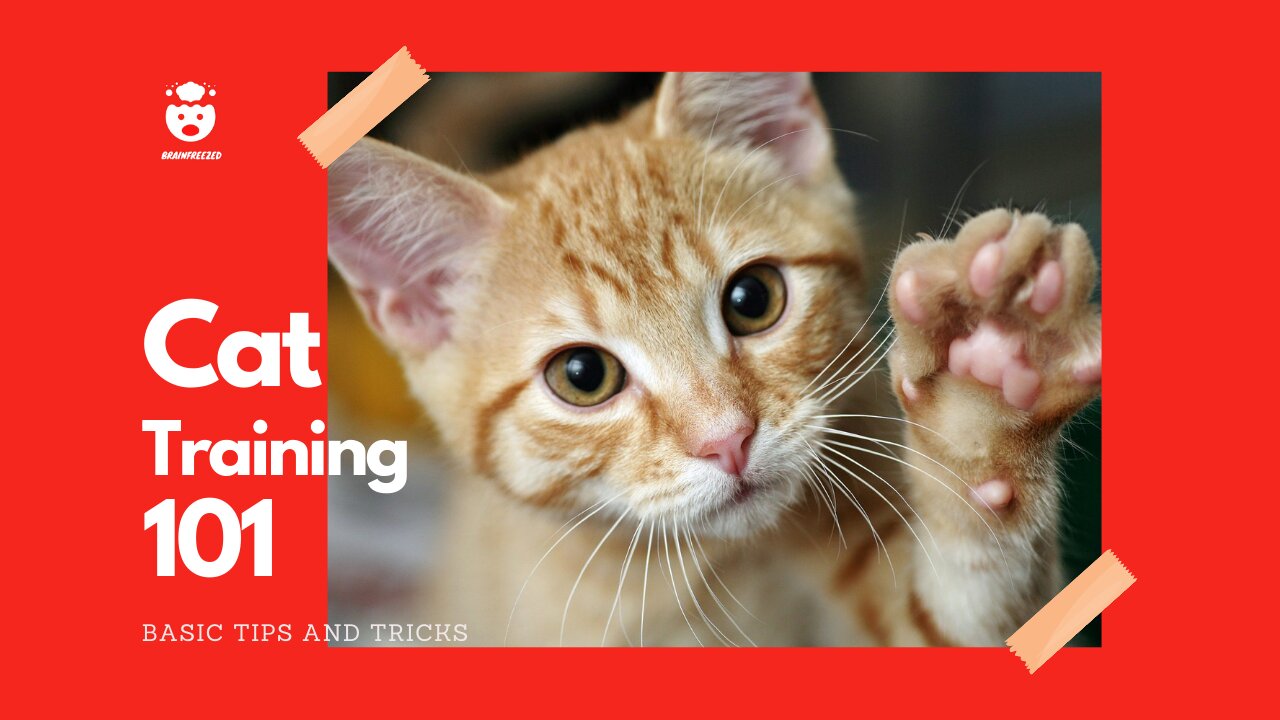 Cat Training 101 : Basic Tips and Tricks