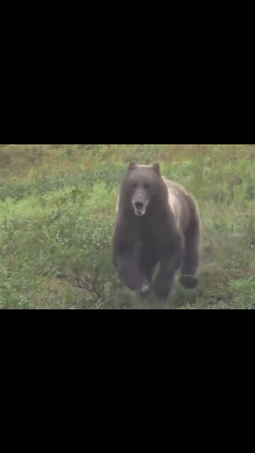 Grizzly bear in Alaska covering ground at a frighteningly fast rate 🐻😳