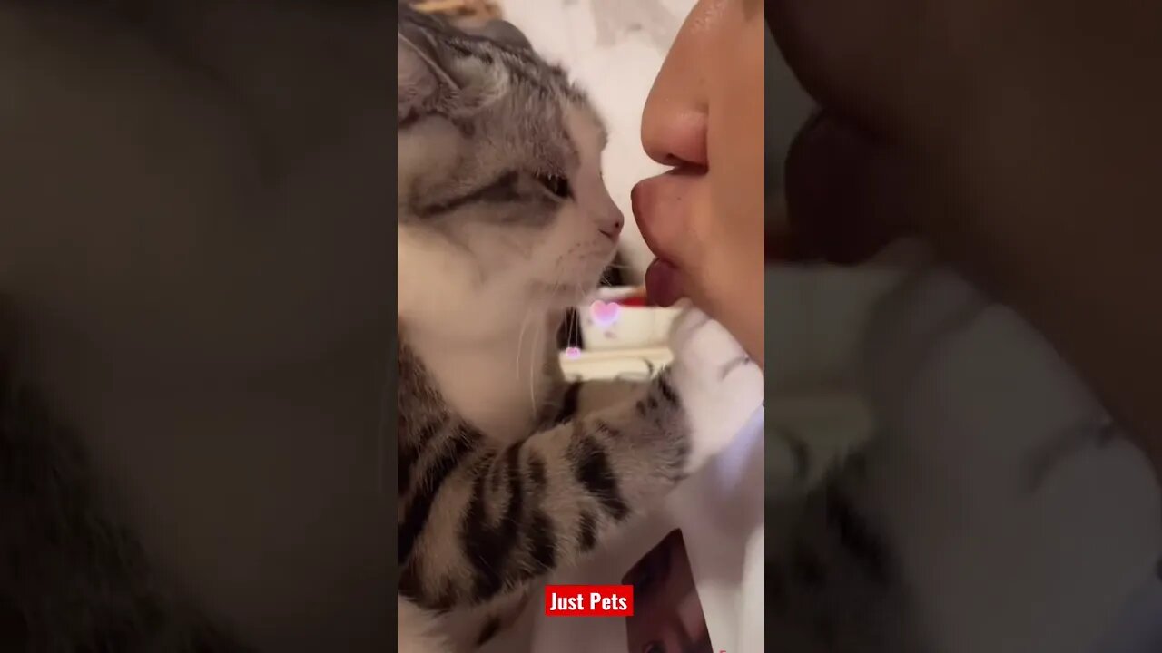 Adorable Kiss 😘 #cute #tiktok #funnyanimals #cat