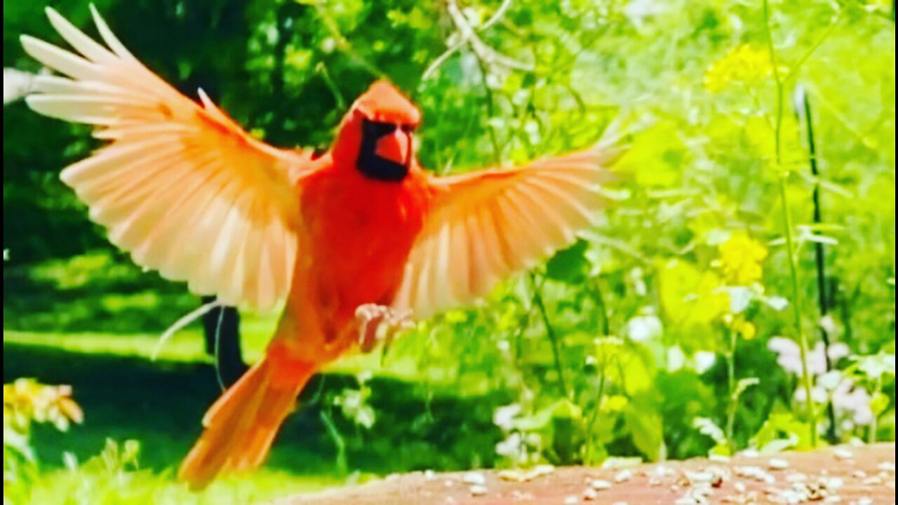 Bird Watching Middle Tennessee Highland Rim/Cumberland Plateau