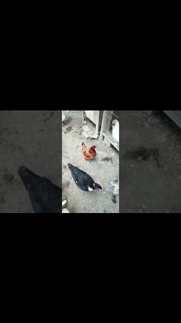 Good morning Rhiannon Rusty and P2 and ducks 6th November 2022