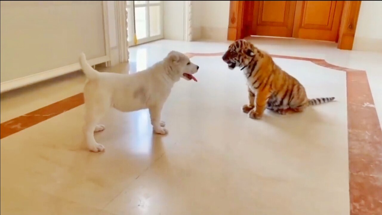 Dog vs Baby tiger video.