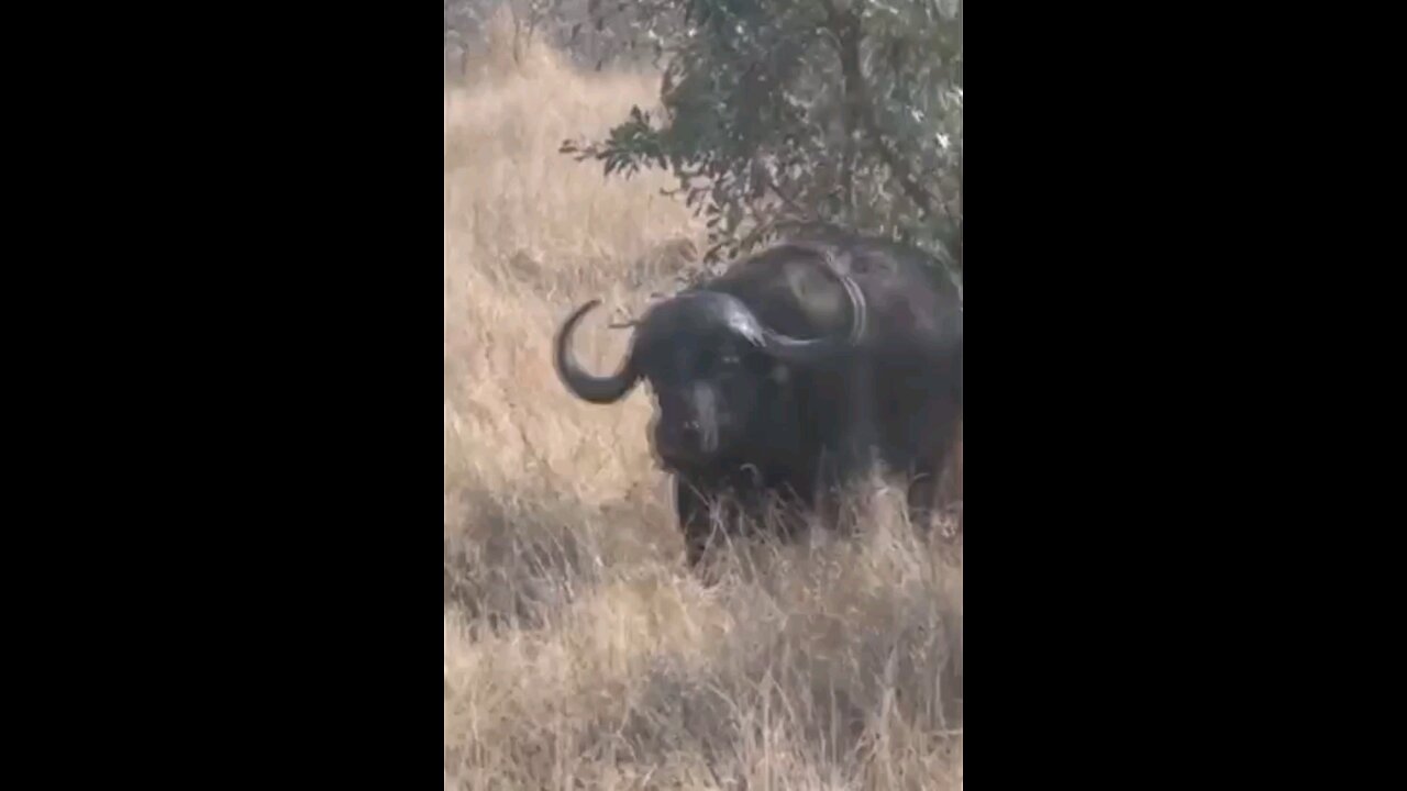 Lioness Jumps On Angry Buffalo