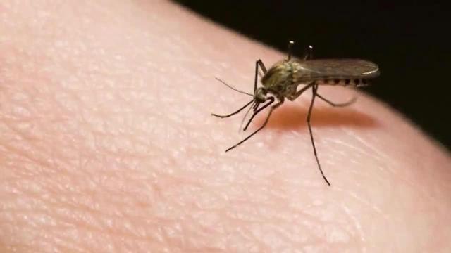 Fight the bugs: Summer rains bring mosquitoes | Digital Short