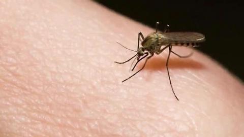 Fight the bugs: Summer rains bring mosquitoes | Digital Short