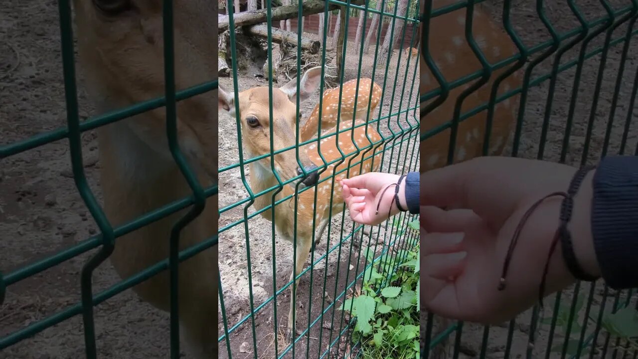 Feeding deer with woodland strawberries