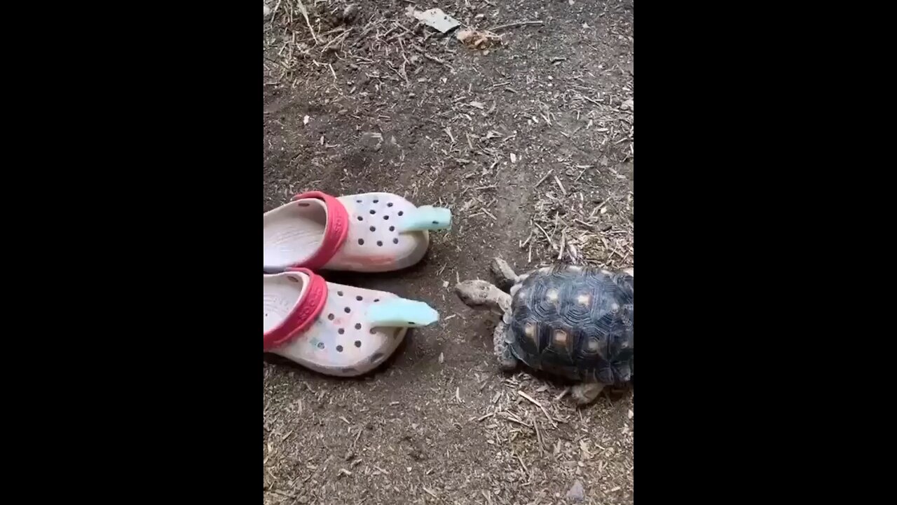 Drunk turtle