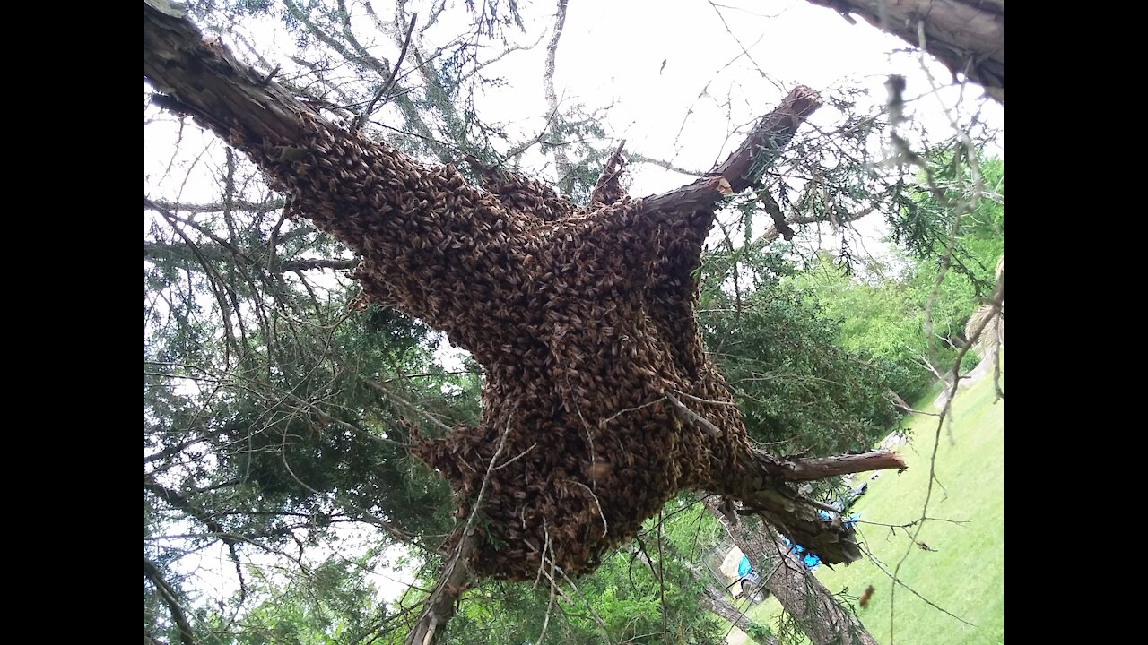 Catching a Swarm of Honey Bees