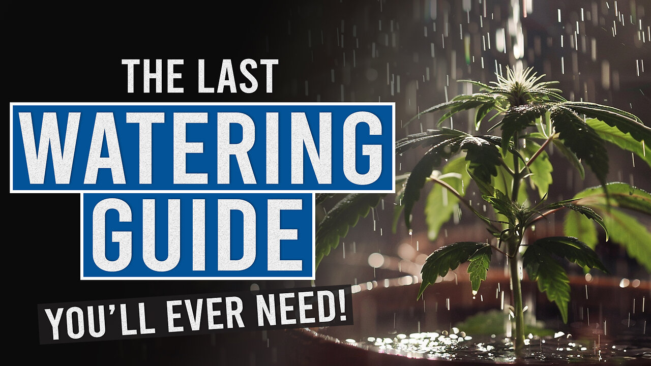 Thirsty Plants? Learn the Secrets to Perfect Cannabis Watering