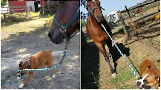 Un cavallo al guinzaglio di un cane