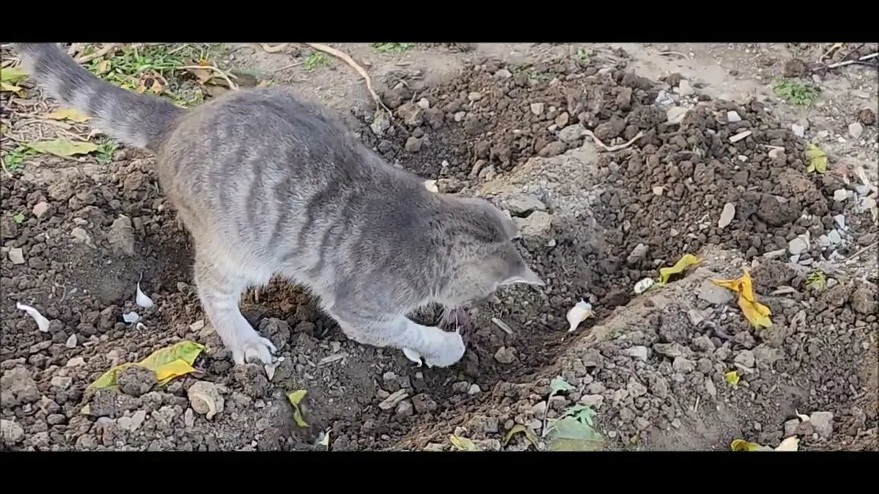 Garden update 10-24-22 Cats in the garlic!