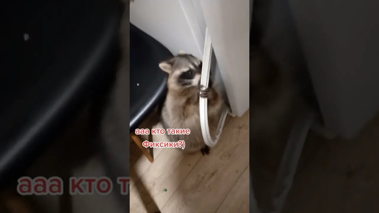 #shorts Смешные Еноты Из Тик Ток 12 Funny Tik Tok Raccoons