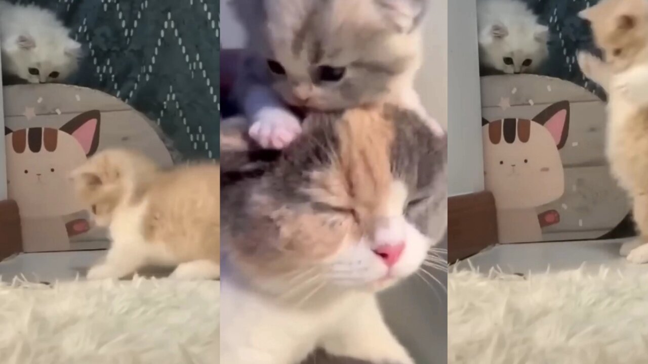 New funny cats 2023😍😻|Funniest cats dogs videos😼|purfect pets