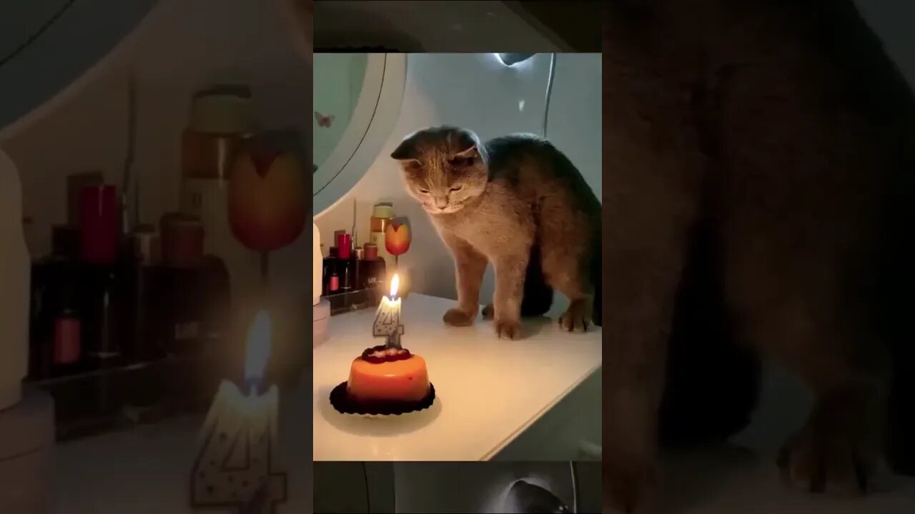 Funny Animals 2023!!!