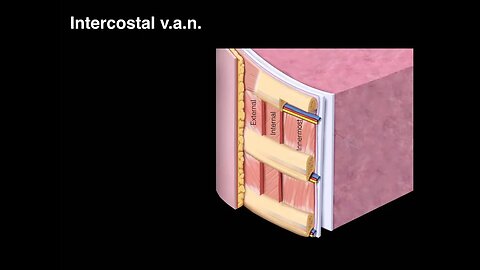 Intercostal VAN topography