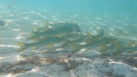 Snook Jupiter inlet