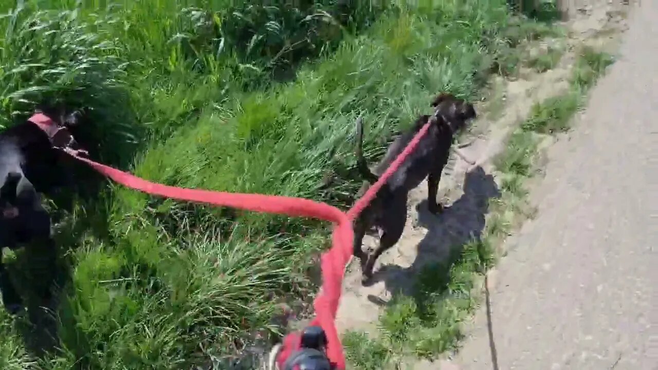 HARD TIMES favor REAL PERSONS and DOGS