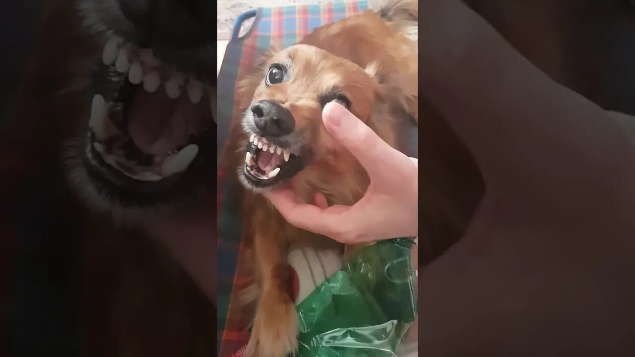 Funny angry la la dog