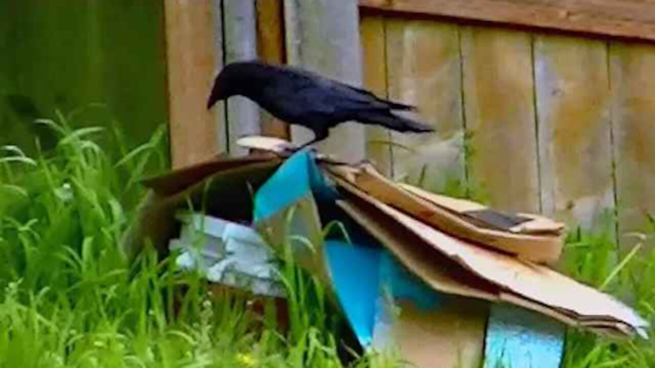 IECV NV #312 - 🐤 The Crow Checking Out The Neighbor's Cardboard 5-17-2017