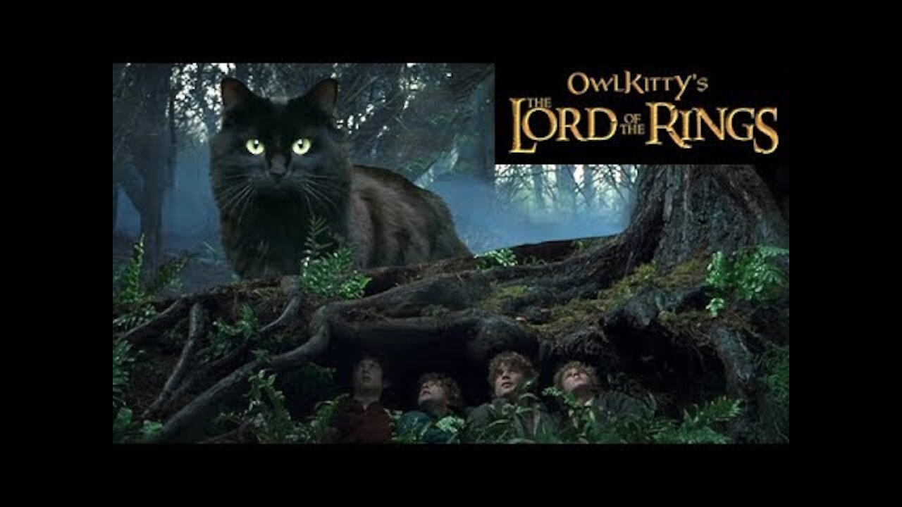 the cat in the lord of the ring - best meme