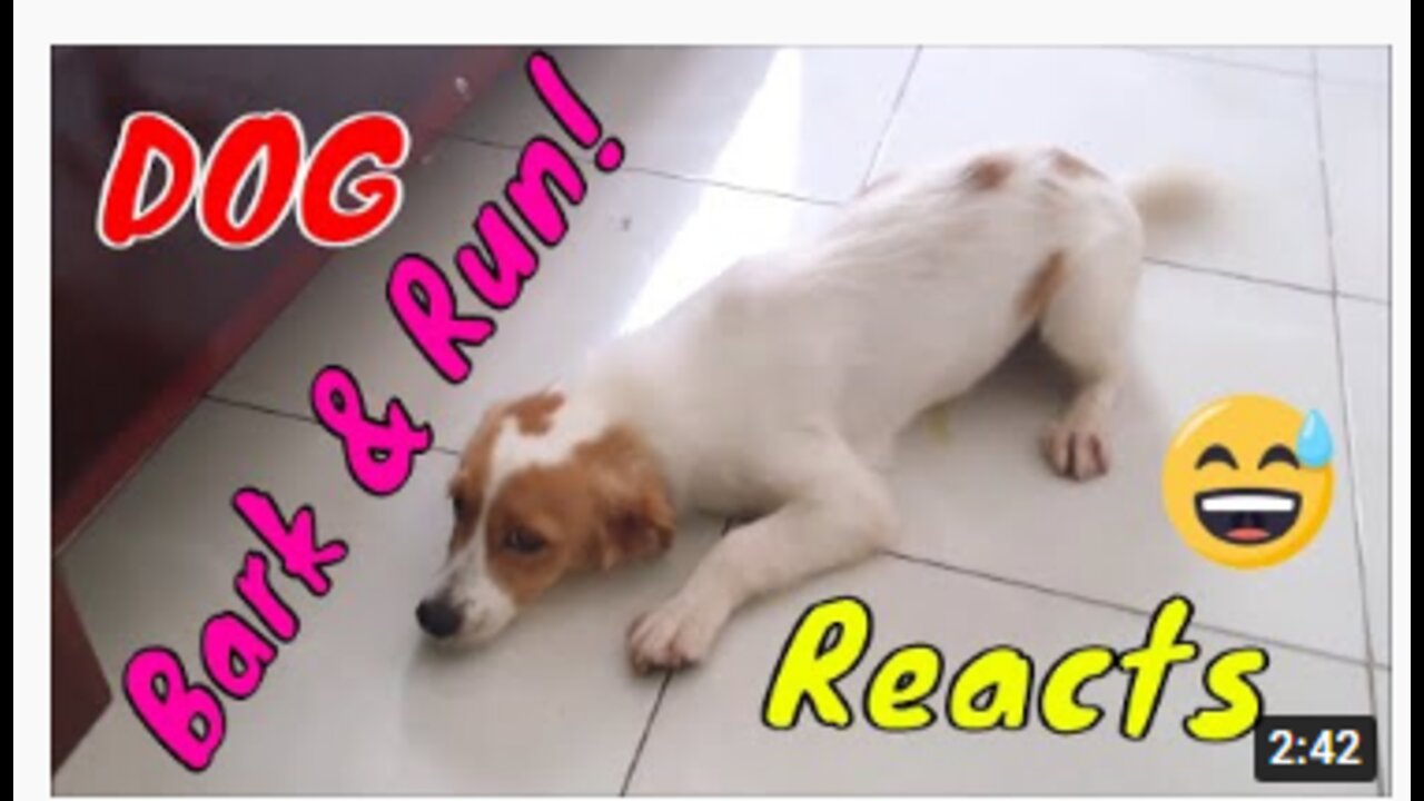 Cute Puppies React When Being Filmed - Cutest Baby Dogs | Viral Dog