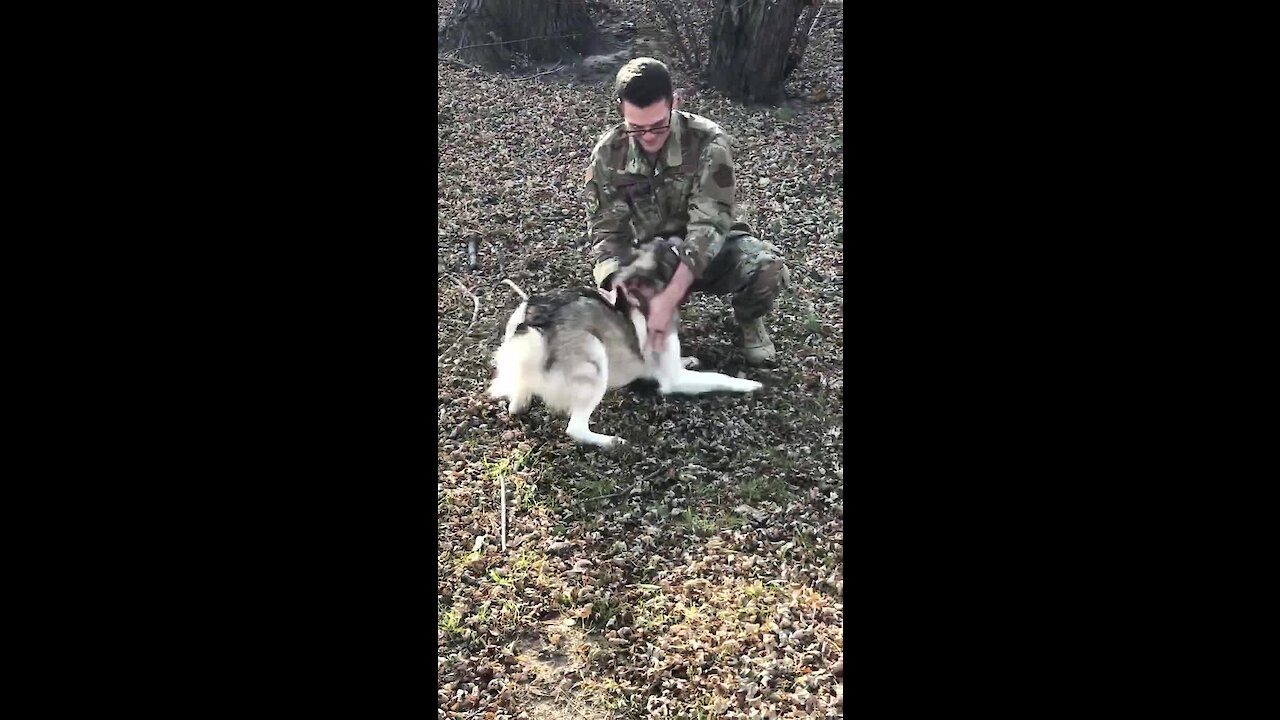 Husky Reunites With Owner Returning Home From Deployment