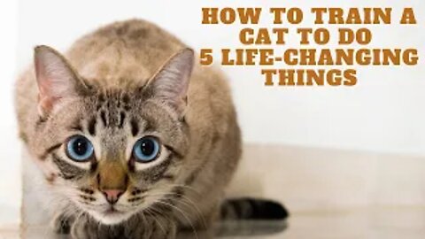 HOW TO TRAIN ACAT TO DO 5 LIFE CHANGING THINGS