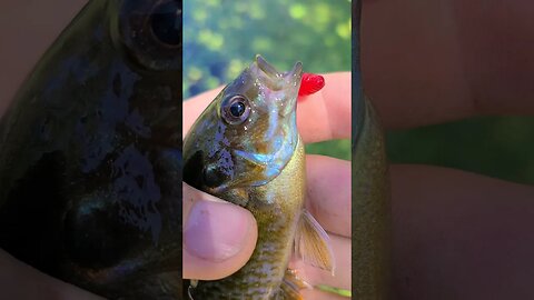 Gorgeous Fish on Temu Bait #panfish #Temu #shorts