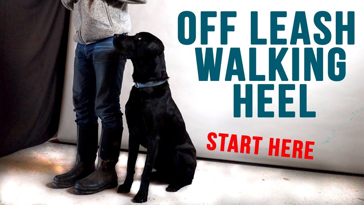 How to teach a dog to walk without a leash in 15 min