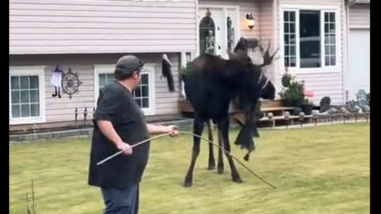 When You Find A Moose Wearing Halloween Decorations