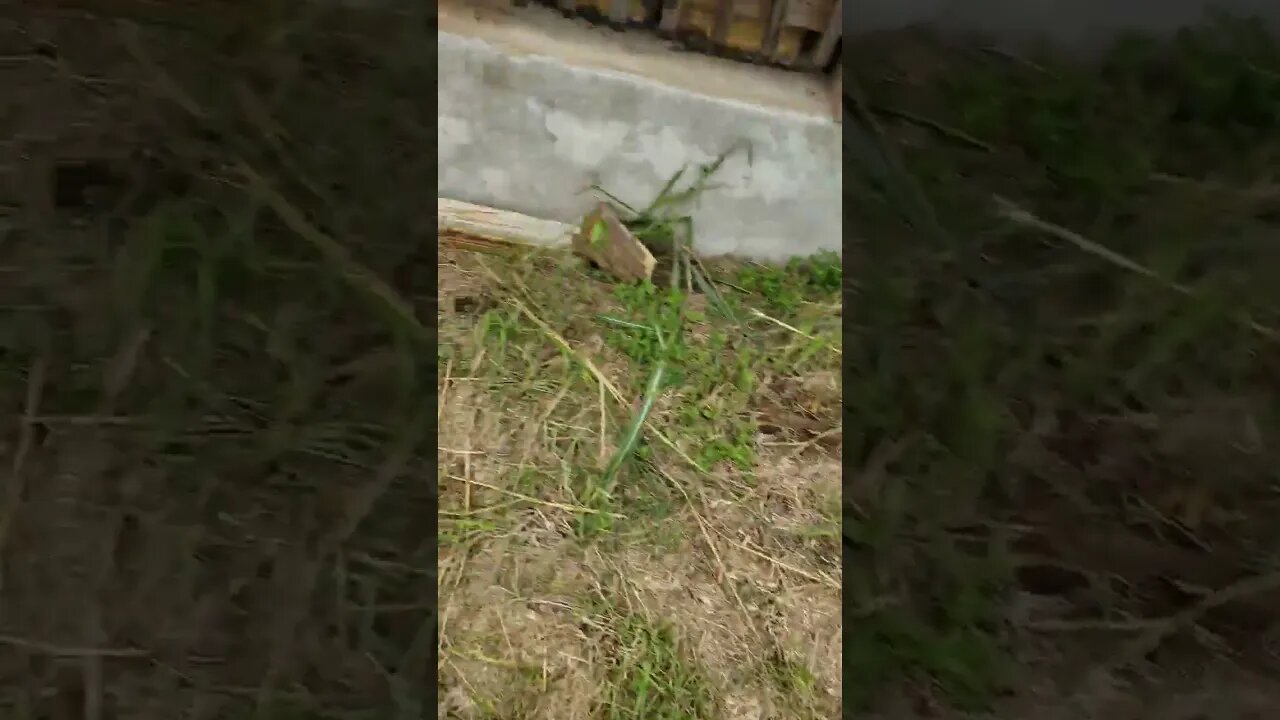 chick heron landing