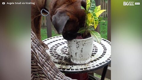 Cão é apanhado a beber água de um vaso de flores