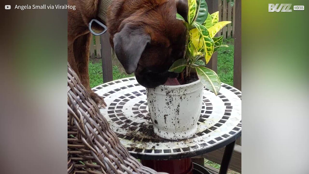 Cão é apanhado a beber água de um vaso de flores