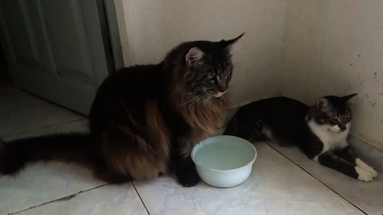 Gatinhos lindos