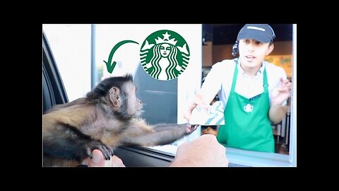 Monkey Baby buy Starbucks coffee