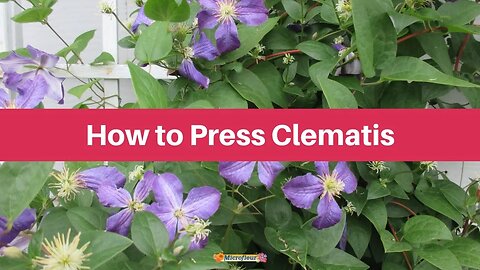 How to Press: Clematis