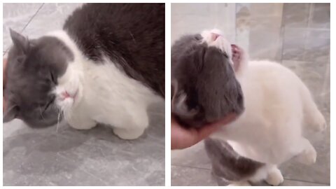 a spoiled cat wants to be petted all the time