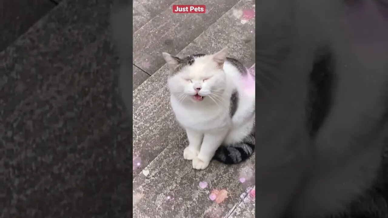 Beautiful Stray Cat 🐈 says Hello #cute #funnyanimals #tiktok #funnyvideos #cat